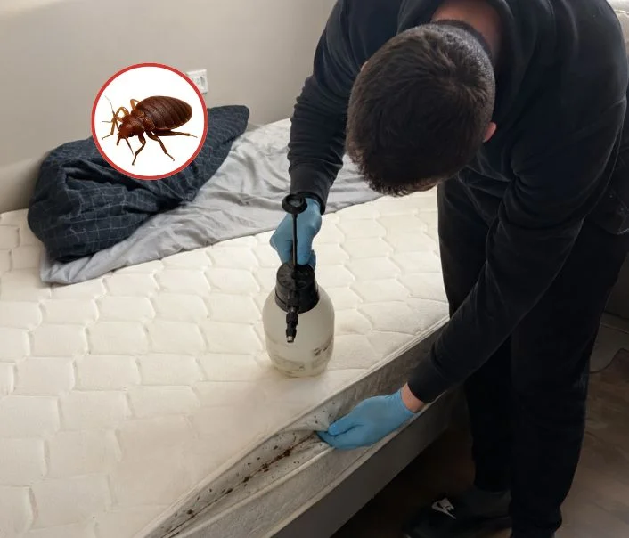 Technicien traitant un matelas contre les punaises de lit à Pussay